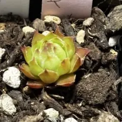 2026年最新】多肉植物 センペルビウムの人気アイテム - メルカリ