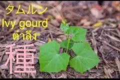 Spicy様 リクエスト 3点 まとめ商品