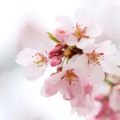 Momo様専用出品