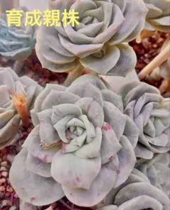 2025年最新】葉挿しの人気アイテム - メルカリ