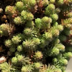 多肉植物 セダム 木立性ブレビフォリウム そよ風の天使 20カット