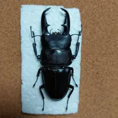 カシクスオニノコギリカミキリ - メルカリ