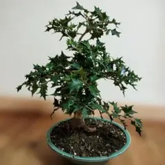 柊 盆栽 ヒイラギ 観葉植物　盆栽のサムネイル
