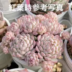 クランベリー 多肉植物 2025年最新】クランベリー 多肉の人気アイテム - メルカリ