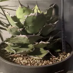 イランチタノタ　ペルシアンドワーフ　大株 アガベ チタノタ ペルシアンドワーフ イラン産 大株 - 観葉植物・生花
