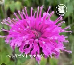 アースウイング様 リクエスト 5点 まとめ商品