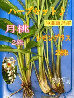 ハーブセット　月桃の苗　抜き苗　レモングラス　苗　沖縄ハーブ　抗菌作用