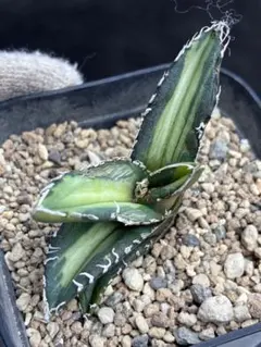 2026年最新】チタノタ錦 アガベの人気アイテム - メルカリ