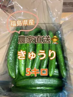 きゅうり 5キロ 農家直送 新鮮野菜 キュウリ 胡瓜 宮崎県産 - メルカリ