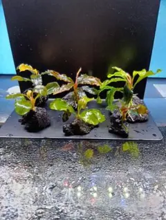 2026年最新】ブセファンドラ レッドベルベットの人気アイテム - メルカリ