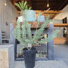 kawakamiさん専用 ブルーブッシュ/ 735 2026年最新】アカシア ブルーブッシュの人気アイテム - メルカリ