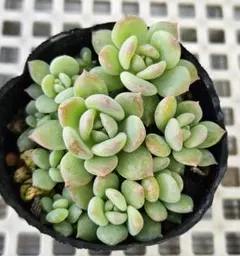 Chiyo様 リクエスト 5点 まとめ商品