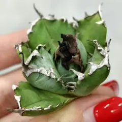 2026年最新】チタノタ 悪魔くんの人気アイテム - メルカリ