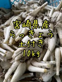 毎年人気！鹿児島産 らっきょう 10kg パリッと食感！341 - メルカリ