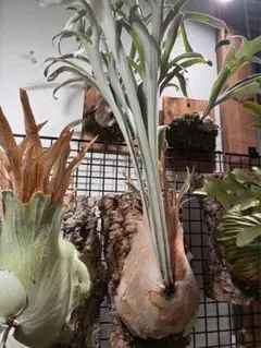 P. willinckii 'JH-1' 子株 ビカクシダ - メルカリ
