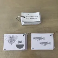 2026年最新】サピックス 理科 植物カードの人気アイテム - メルカリ