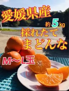 ★M〜L玉★【昨年も大好評★農家直送　まどんな‼】 愛媛県産　愛果28号