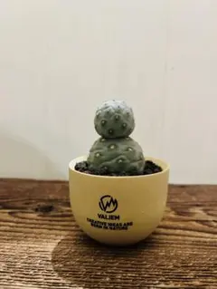 2025年最新】バリエム鉢の人気アイテム - メルカリ