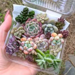 エケベリア セダム 詰め合わせ 多肉植物 寄せ植えセット カット苗