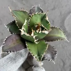 2026年最新】アガベ金剛の人気アイテム - メルカリ