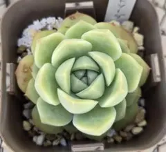 多肉植物　ホワイトソーダ　根付き苗　エケベリア　5cm前後の大きさ