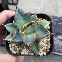 2025年最新】オテロイ実生の人気アイテム - メルカリ