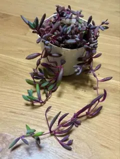 ルビーネックレス　根付き　多肉　ネックレス　多肉植物