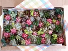 M*a様 52 多肉植物　カット苗セット　ちまちま寄せ　寄せ植えセット