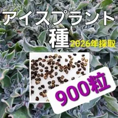 お得!!アイスプラントの種　９００粒のサムネイル