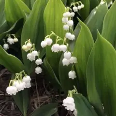 専用　すずらん　抜き苗他 2025年10月】すずらんのおすすめ人気ランキング - Yahoo