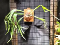 ビカクシダ コルク着生株 観葉植物 - メルカリ