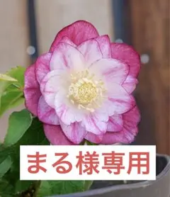 まる様専用　クリスマスローズ発芽苗