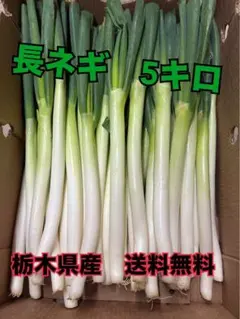 鳥取県産 白ネギ 15kg 長ネギ - メルカリ