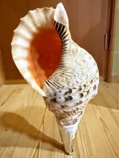 2025年最新】ホラガイの人気アイテム - メルカリ