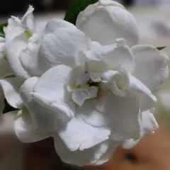 クチナシの花 八重咲き ホワイトのサムネイル