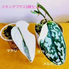 2026年最新】スキンダプサスの人気アイテム - メルカリ