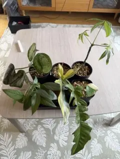 観葉植物6鉢セット　アロイドetc.のサムネイル