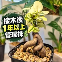 パンダガジュマル斑入り 接木株 - メルカリ