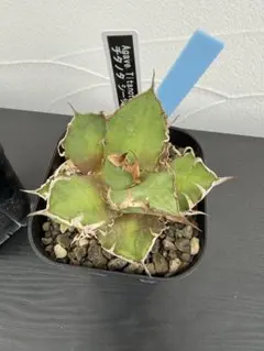 アガベ デニス シーザー Agave Titanota - メルカリ