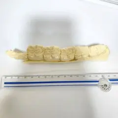 シマウマ　歯形　レプリカ　樹脂