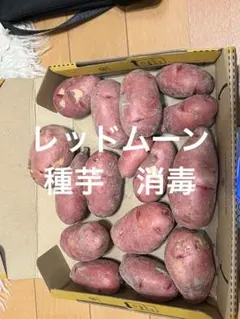 2026年最新】種芋 レッドムーンの人気アイテム - メルカリ