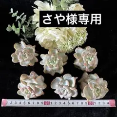 さや様 リクエスト 3点 まとめ商品