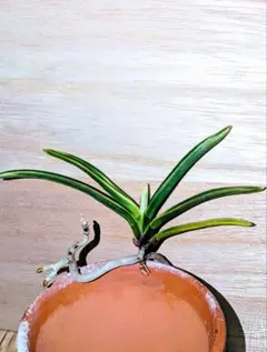 【♪残暑御見舞商品♪】富貴蘭　黄玉殿（最上木） ♪残暑御見舞商品♪】富貴蘭 黄玉殿 - メルカリ