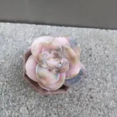 hitomi様 リクエスト 2点 まとめ商品