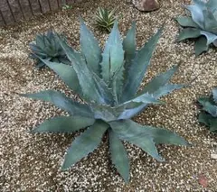 2026年最新】ワコマヒーの人気アイテム - メルカリ