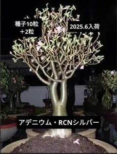 しゃけ太郎様 リクエスト 2点 まとめ商品