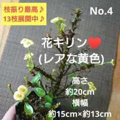 No.3【沖縄から♪】花キリン(レアな黄色)♥️枝振り最高♪ - メルカリ
