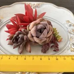 多肉植物 寄せ植え 多肉弁当