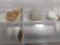 貝殻