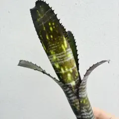 2025年最新】Billbergiaの人気アイテム - メルカリ